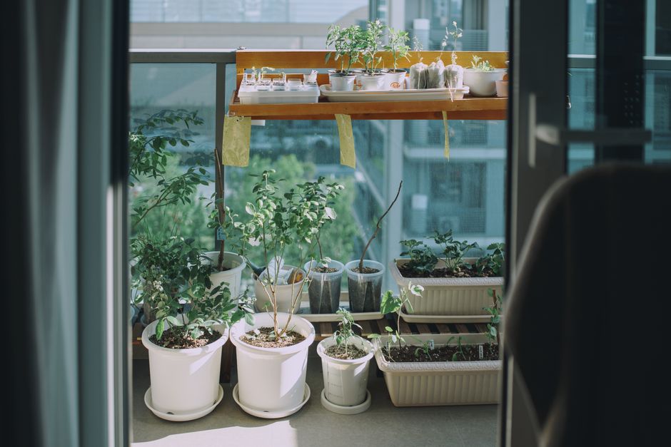 A variety of potted plants on a balcony indoor garden, with some in white and black pots, featuring young leafy green plants and small seedlings. The balcony has a wooden shelf holding additional plan