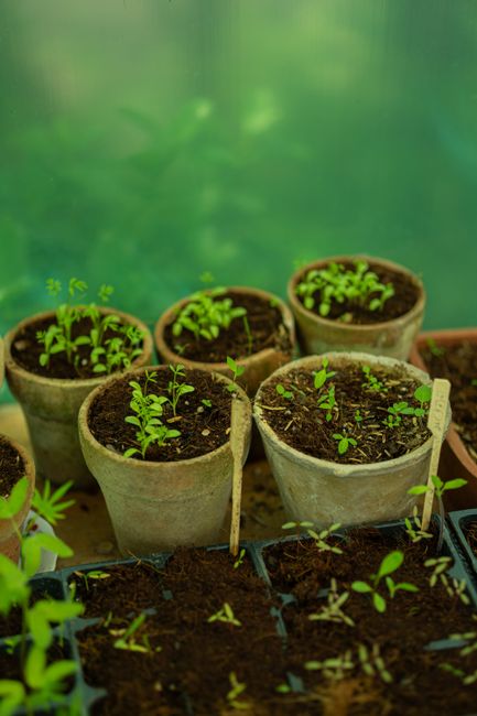 A variety of potted plants on a balcony indoor garden, with some in white and black pots, featuring young leafy green plants and small seedlings. The balcony has a wooden shelf holding additional plan